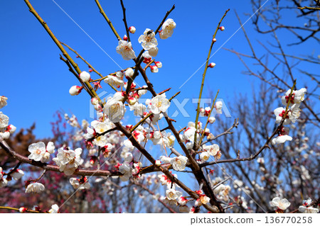 Plum blossom Plum blossom 136770258