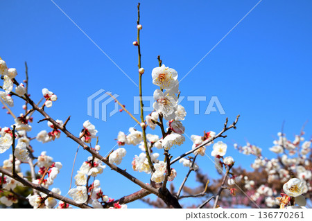 Plum blossom Plum blossom 136770261