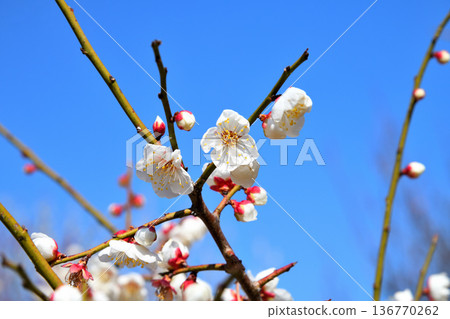 Plum blossom Plum blossom 136770262