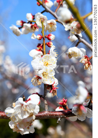 Plum blossom  136770263