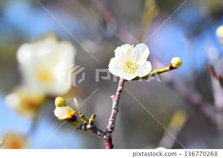 Plum blossom  136770268