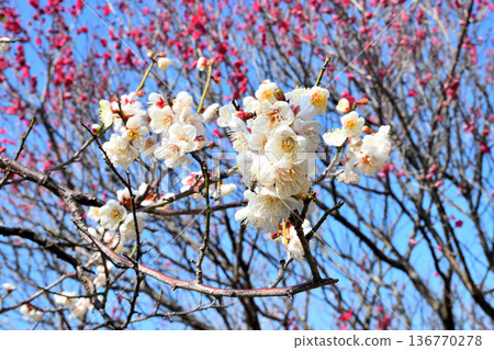 梅花 梅花 136770278