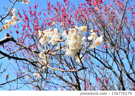 Plum blossom  136770279