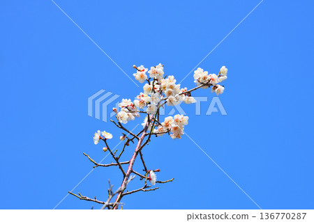 Plum blossom  136770287