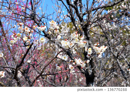 Plum blossom Plum blossom 136770288