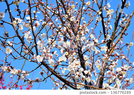 Plum blossom  136770289