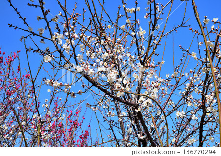 Plum blossom  136770294