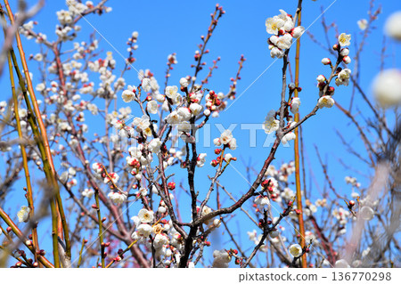 Plum blossom  136770298