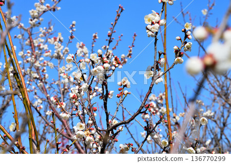 Plum blossom  136770299