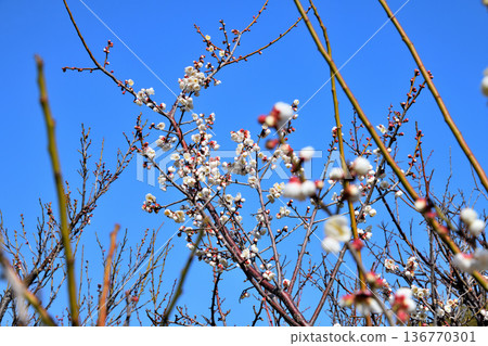 Plum blossom  136770301