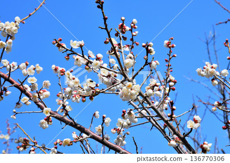 Plum blossom  136770306