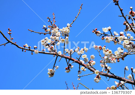 Plum blossom Plum blossom 136770307