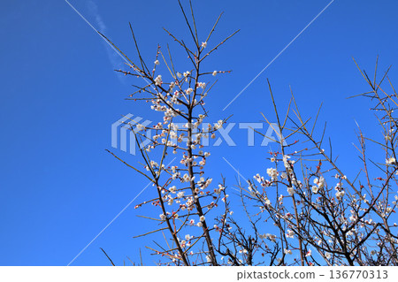 梅花 梅花 136770313
