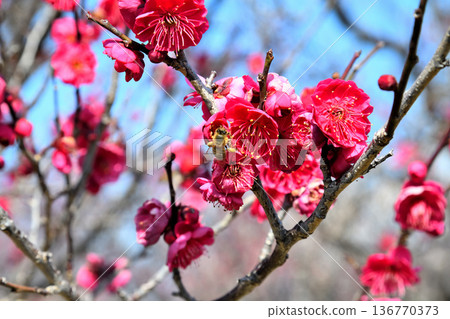 梅花和蜜蜂 136770373