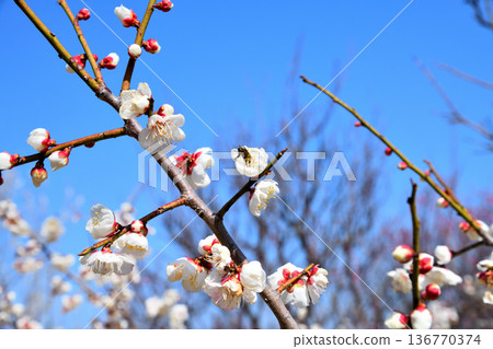 梅花和蜜蜂 136770374