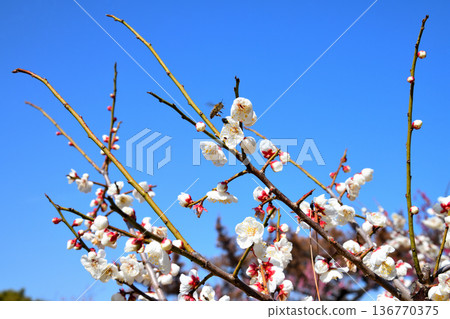 梅花和蜜蜂 梅花和蜜蜂 136770375
