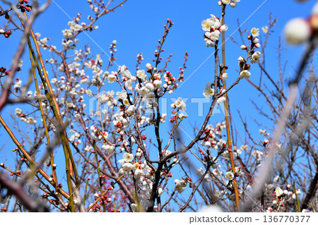 Plum blossoms and bees 136770377