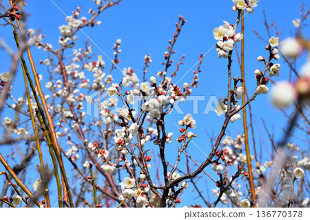 Plum blossoms and bees 136770378