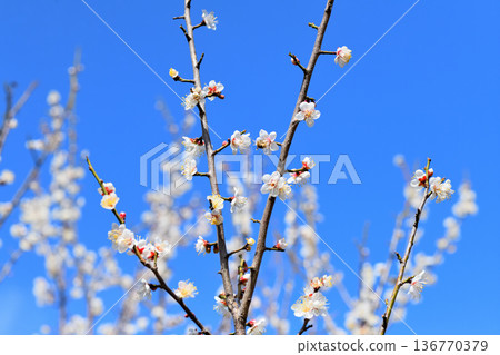 梅花和蜜蜂 梅花和蜜蜂 136770379
