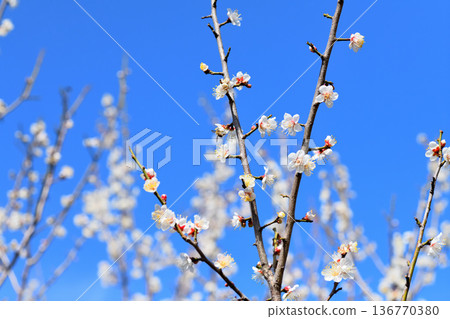 梅花和蜜蜂 136770380