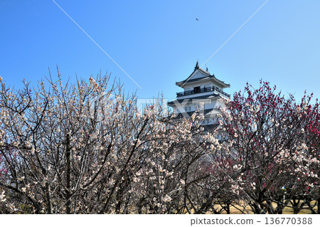 Shimabara Castle tower and plum blossoms Shimabara Castle tower and plum blossoms 136770388