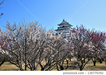 Shimabara Castle tower and plum blossoms Shimabara Castle tower and plum blossoms 136770392