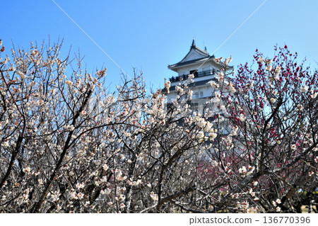 Shimabara Castle tower and plum blossoms 136770396