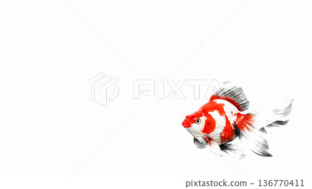 紅白相間的金魚在白色背景上游動。水彩插畫，日式夏季圖片素材。 136770411
