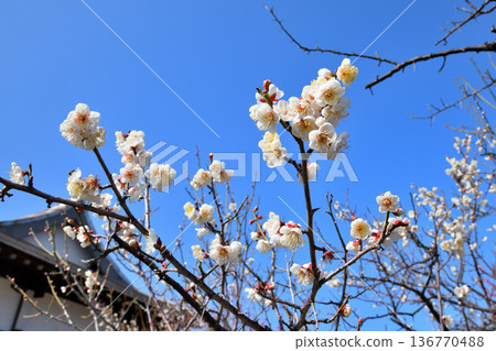 Plum blossom  136770488