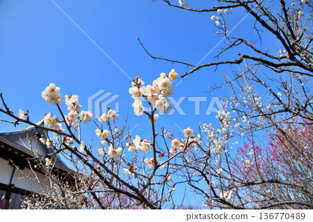 Plum blossom Plum blossom 136770489