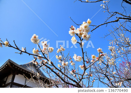 Plum blossom  136770490
