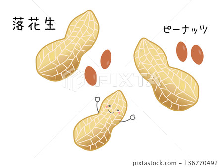Groundnut and peanut illustration 136770492