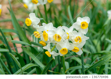 Pure Japanese daffodils blooming in the early spring light 136770496