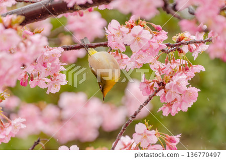 A cute Japanese white-eye perched upside down on a branch of Kawazu cherry blossoms 136770497