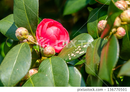 一隻小蜘蛛在山茶花葉片上爬行，花朵正緩緩綻放。 136770501