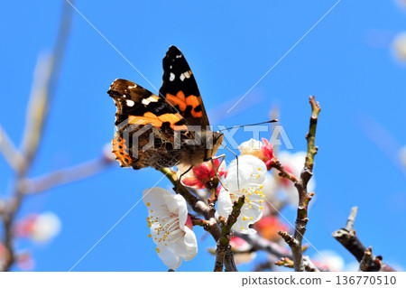一隻紅蛺蝶正在吸食梅花的花蜜 136770510