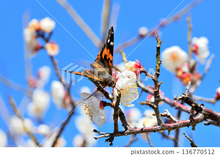 A red admiral butterfly sucking nectar from plum blossoms 136770512