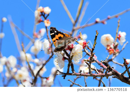 A red admiral butterfly sucking nectar from plum blossoms A red admiral butterfly sucking nectar from plum blossoms 136770518