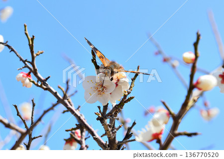 一隻紅蛺蝶正在吸食梅花的花蜜 136770520