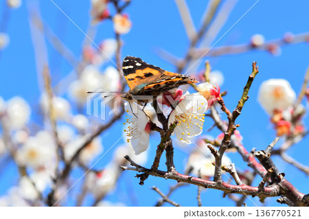 A red admiral butterfly sucking nectar from plum blossoms A red admiral butterfly sucking nectar from plum blossoms 136770521