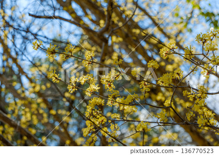 春日的陽光下，山茱萸花閃耀著金色的光芒 136770523