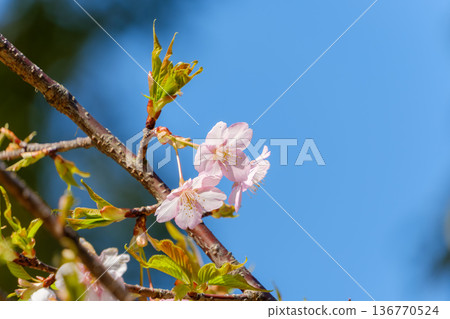 嫩芽萌發，櫻花盛開，映襯著藍天。 136770524