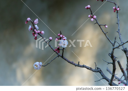 在柔和的陽光下,白色的梅花苞和花朵開始綻放。 在柔和的陽光下,白色的梅花苞和花朵開始綻放。 136770527