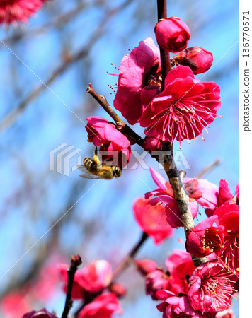 Honeybees gathering around plum blossoms 136770571