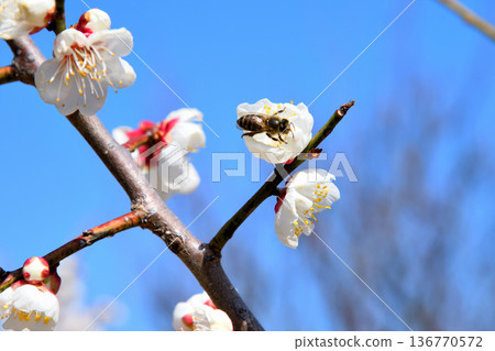 蜜蜂聚集在梅花周圍 蜜蜂聚集在梅花周圍 136770572