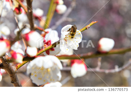 蜜蜂聚集在梅花周圍 136770573