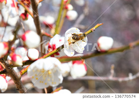蜜蜂聚集在梅花周圍 136770574