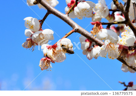 蜜蜂聚集在梅花周圍 136770575