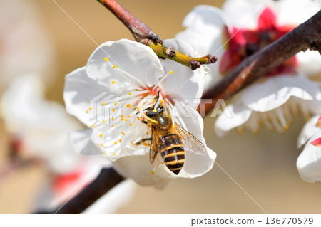 蜜蜂聚集在梅花周圍 蜜蜂聚集在梅花周圍 136770579
