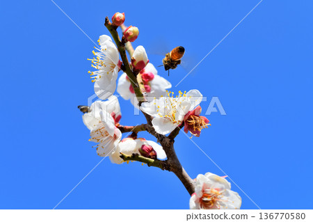 蜜蜂聚集在梅花周圍 蜜蜂聚集在梅花周圍 136770580